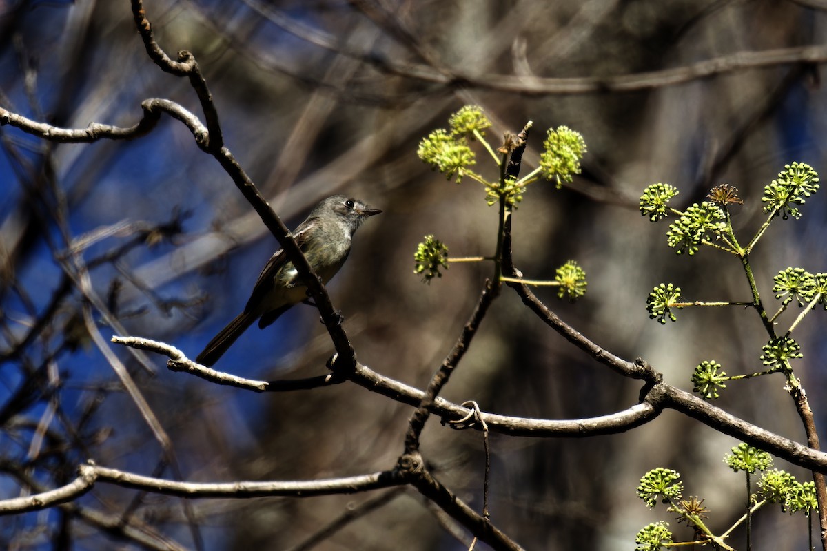 Dusky Flycatcher - ML616724351