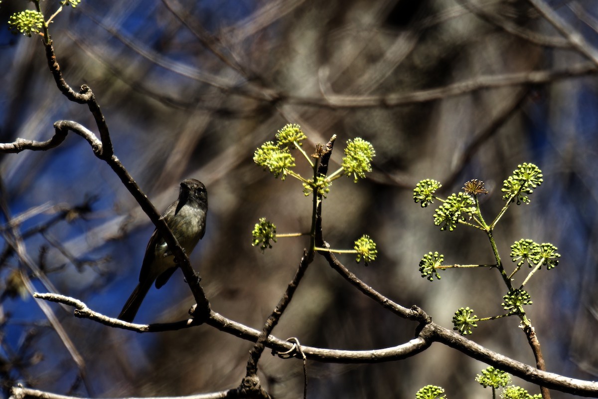 Dusky Flycatcher - ML616724352