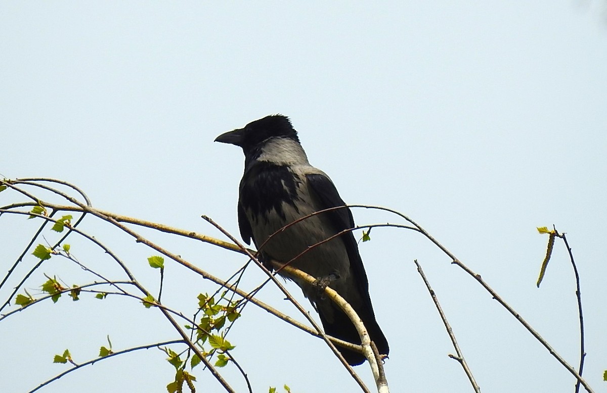 Hooded Crow - ML616724365
