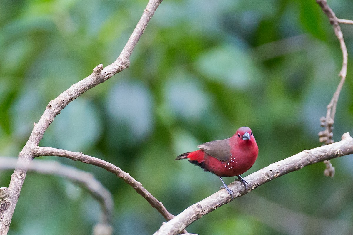 African Firefinch - Anonymous