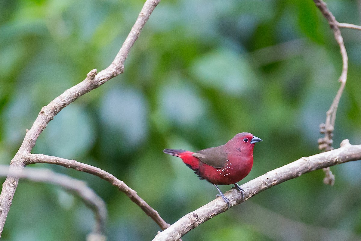 African Firefinch - Anonymous