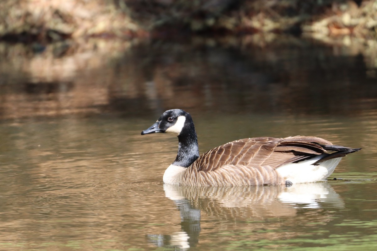 Canada Goose - Christine Weisse