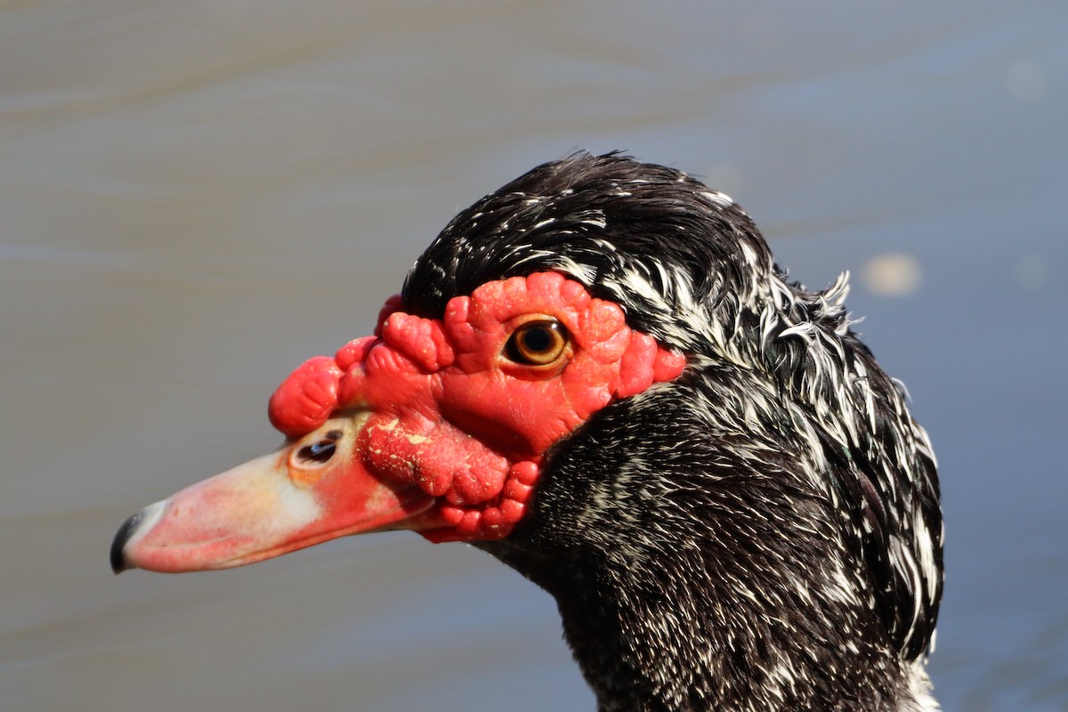 Muscovy Duck (Domestic type) - Christine Weisse