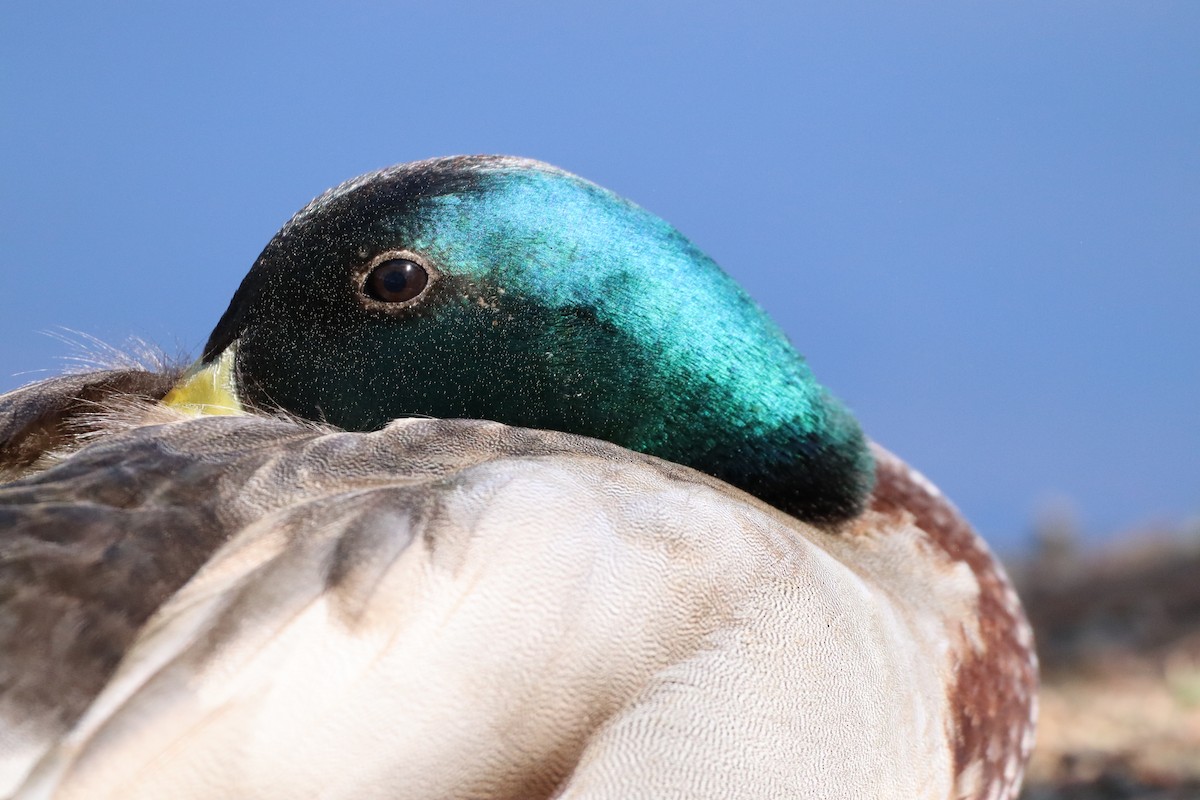 Mallard - Christine Weisse