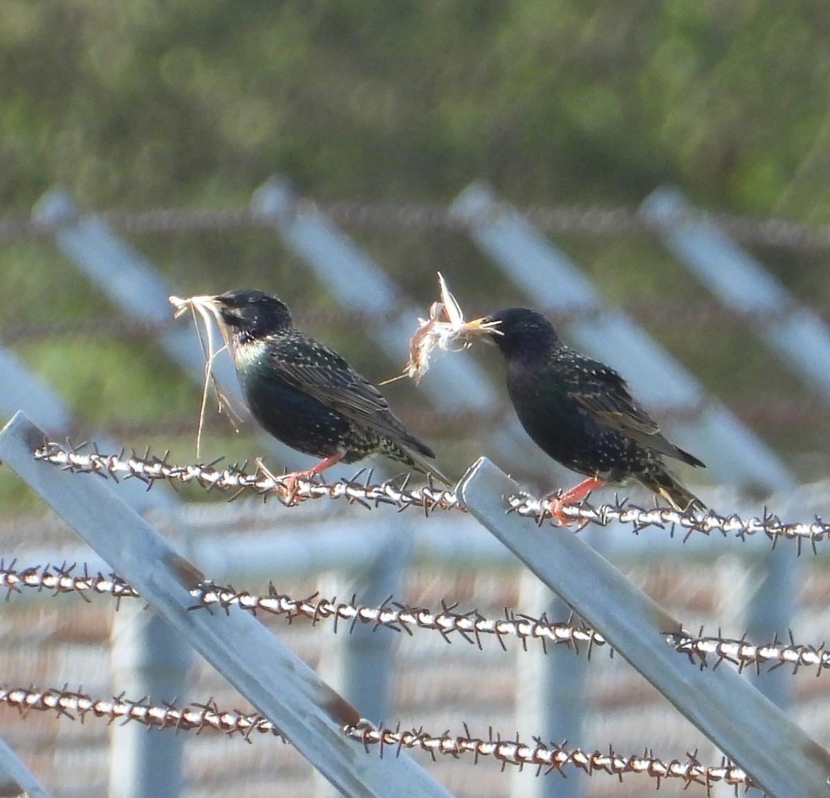 European Starling - Paul and Joan Woodward