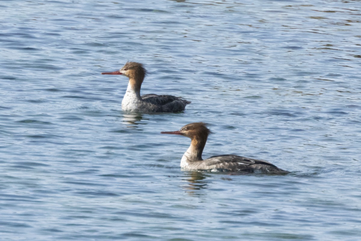 Red-breasted Merganser - ML616724410