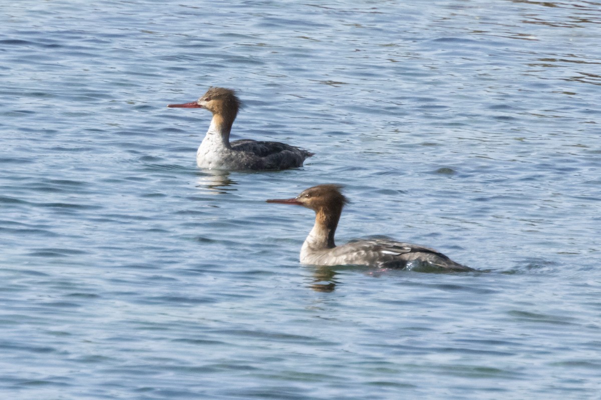 Red-breasted Merganser - ML616724411