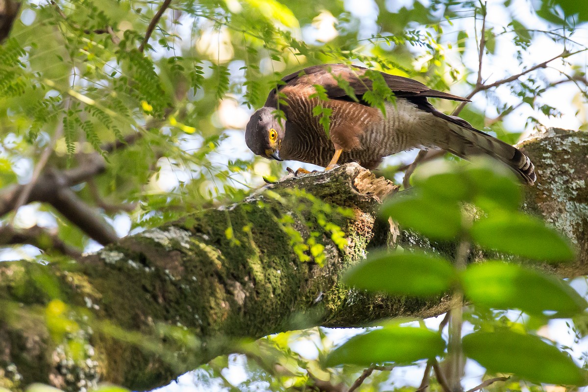 African Goshawk (Ethiopian) - ML616724420