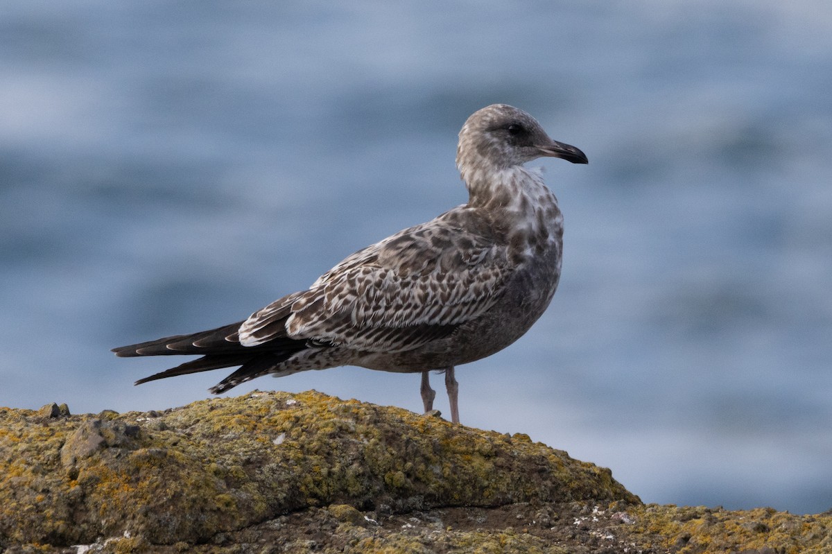 California Gull - ML616724421