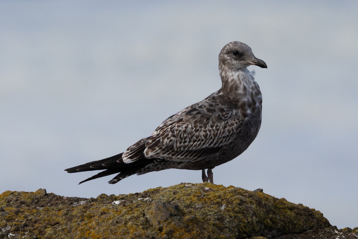 California Gull - ML616724422