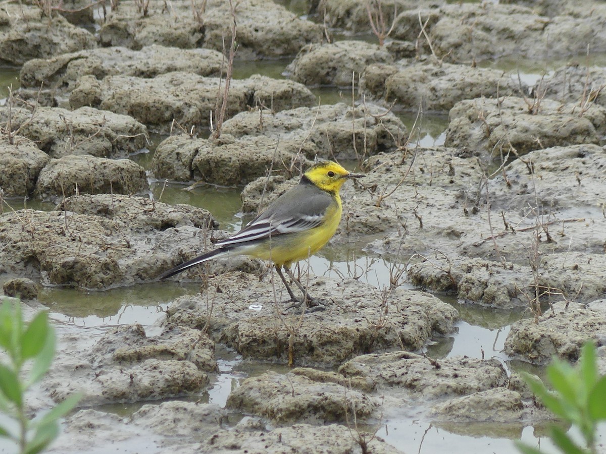 Citrine Wagtail - ML616724431