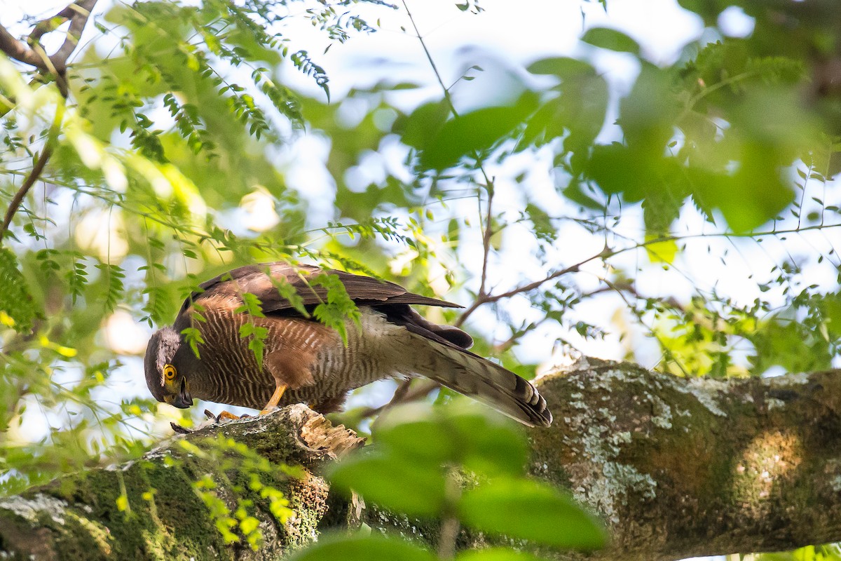 African Goshawk (Ethiopian) - ML616724432