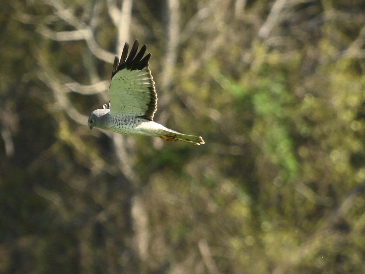 Northern Harrier - ML616724487