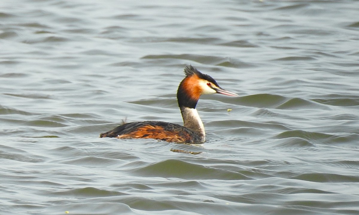Great Crested Grebe - ML616724500