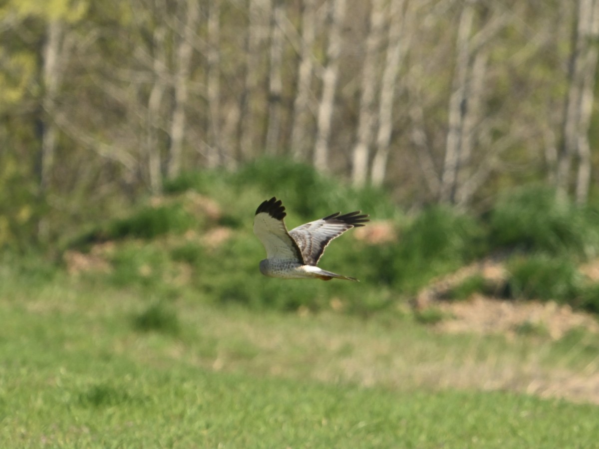 Northern Harrier - ML616724517