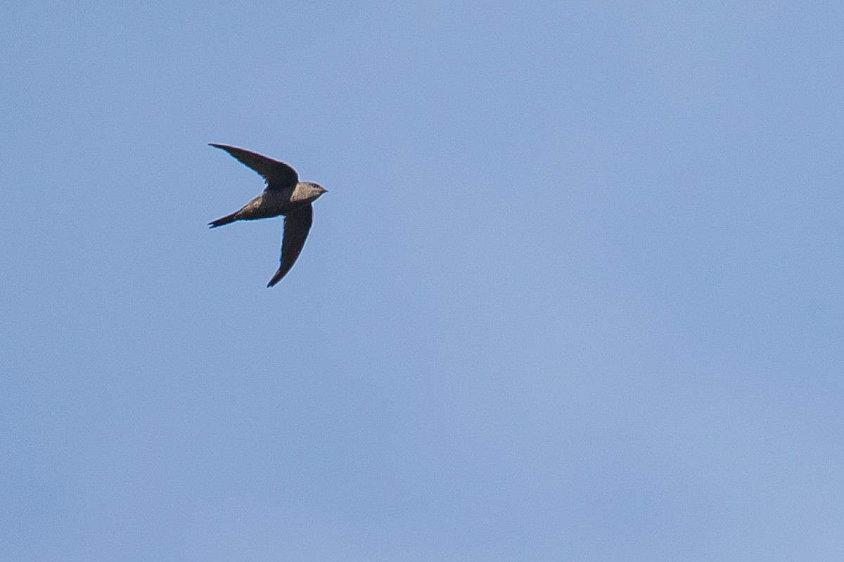 Mottled Swift - ML616724559