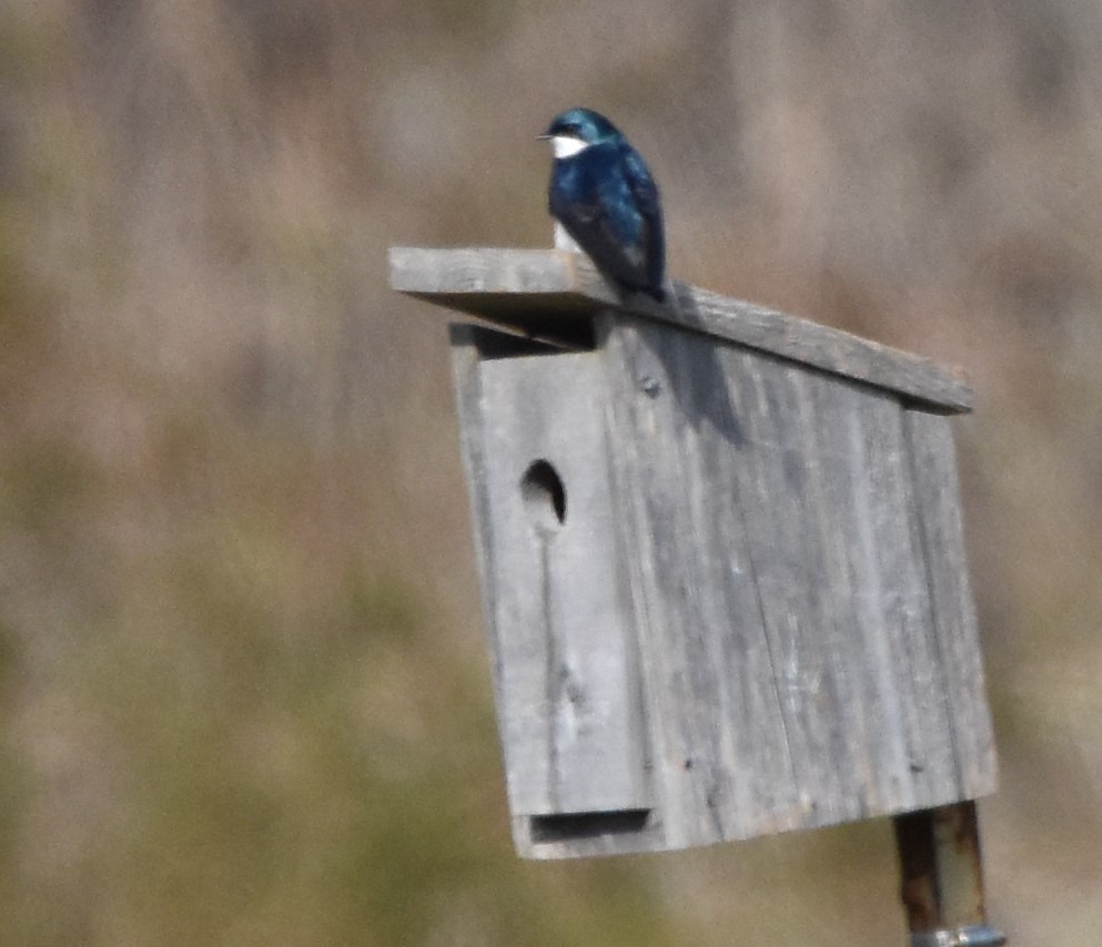 Golondrina Bicolor - ML616724568