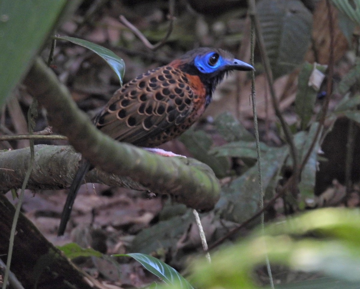 Ocellated Antbird - Rachel Harvey