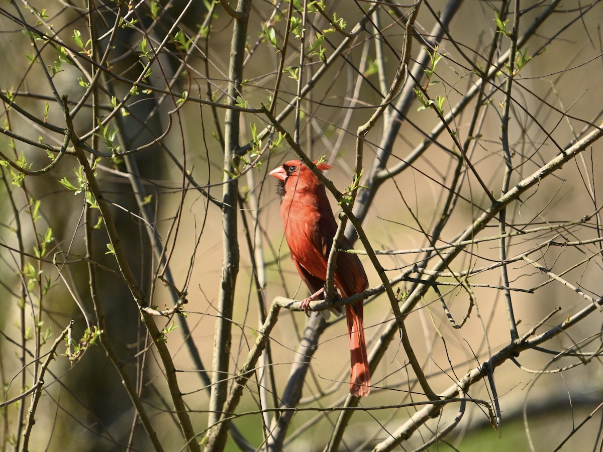 Northern Cardinal - ML616724587