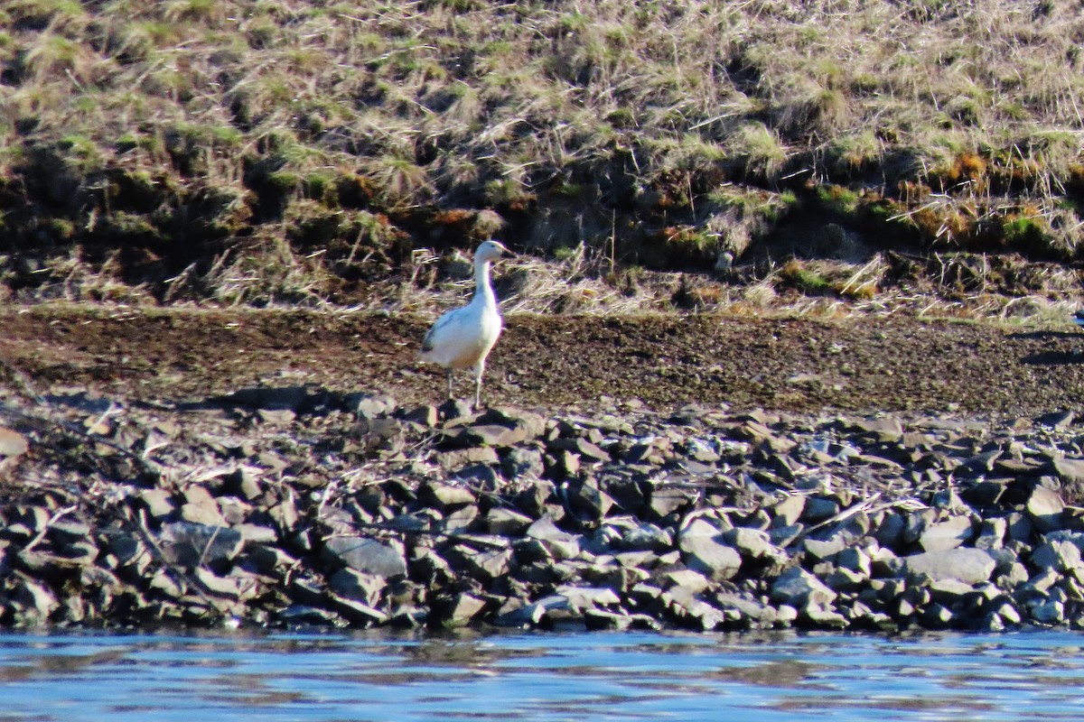 Snow Goose - ML616724650