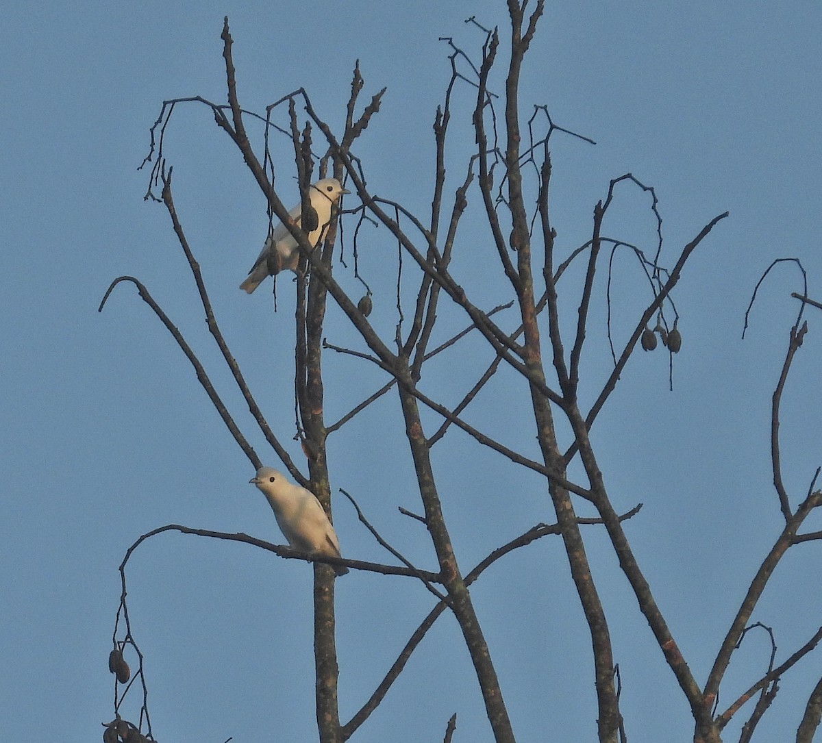 Snowy Cotinga - Rachel Harvey