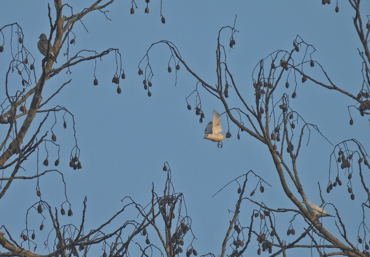 Snowy Cotinga - Rachel Harvey