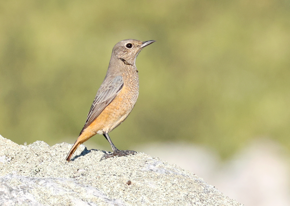 Sentinel Rock-Thrush - ML616724726