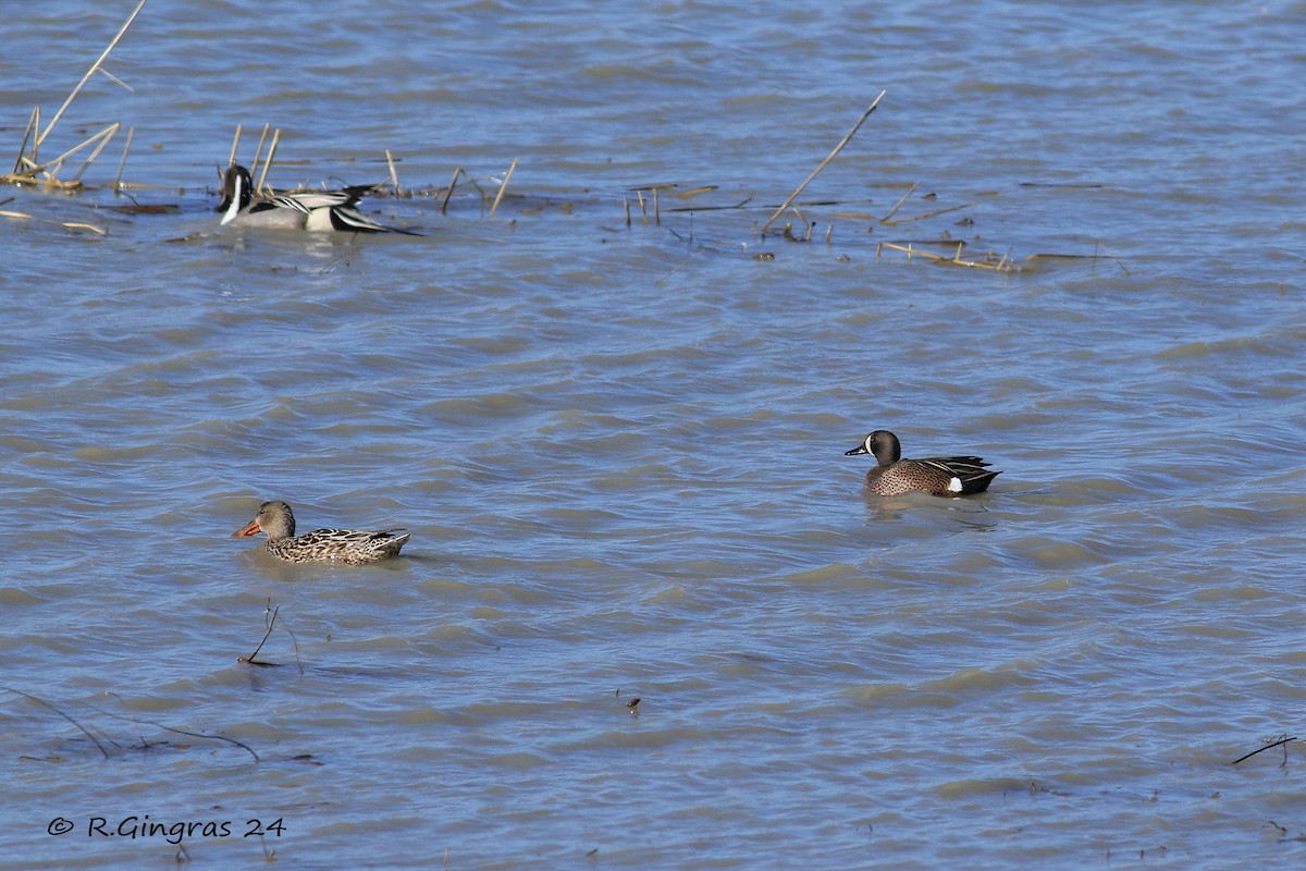 Sarcelle à ailes bleues - ML616724734