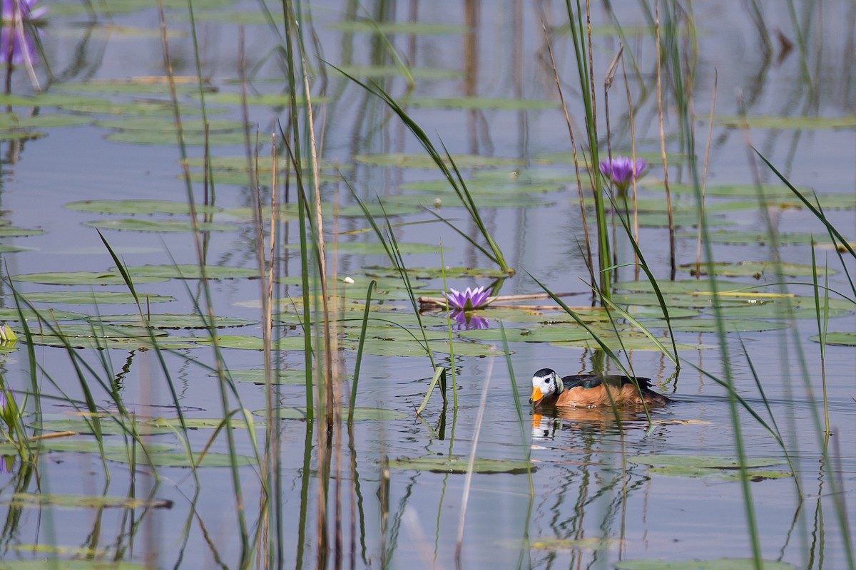 African Pygmy-Goose - ML616724738