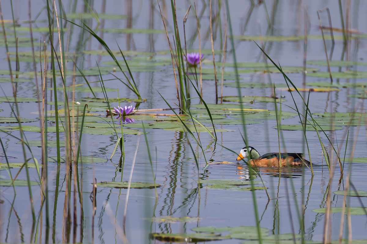 African Pygmy-Goose - ML616724739