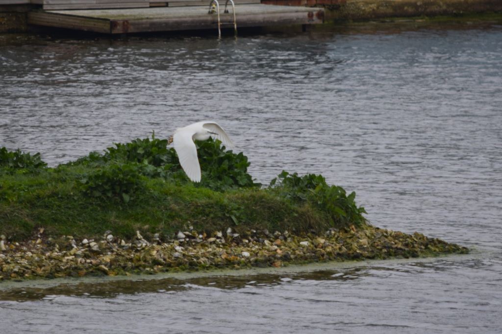 Little Egret - ML616724749