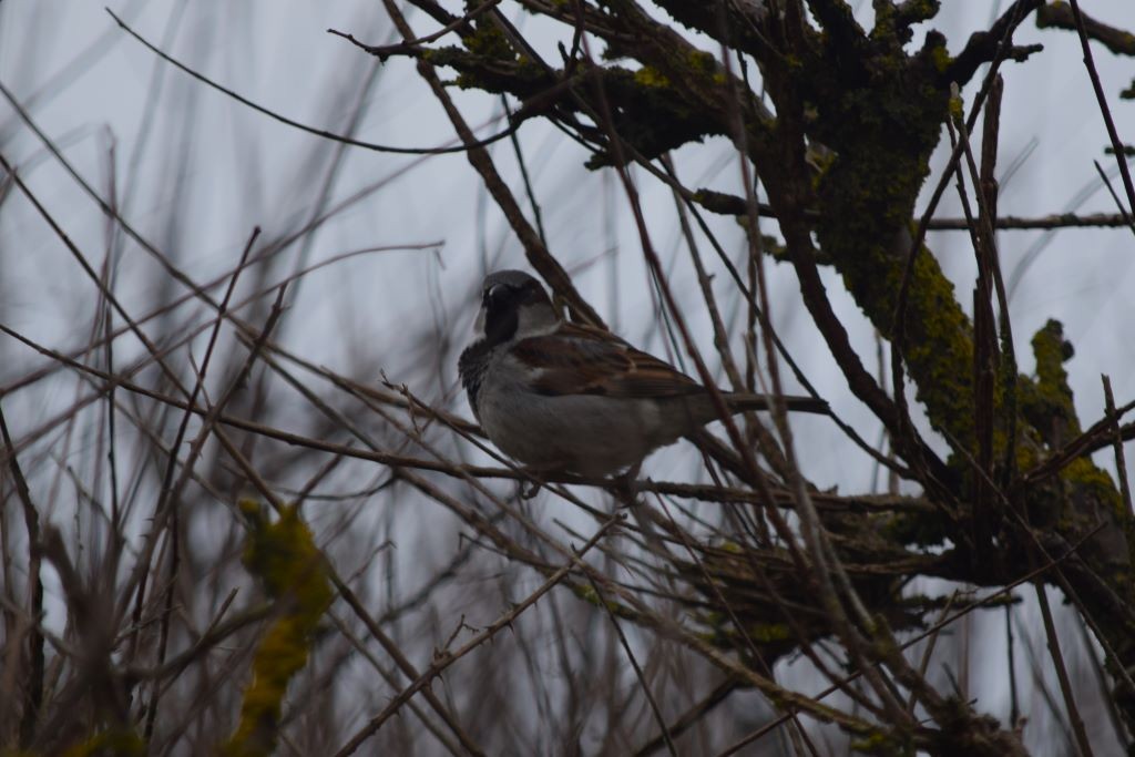 House Sparrow - ML616724762