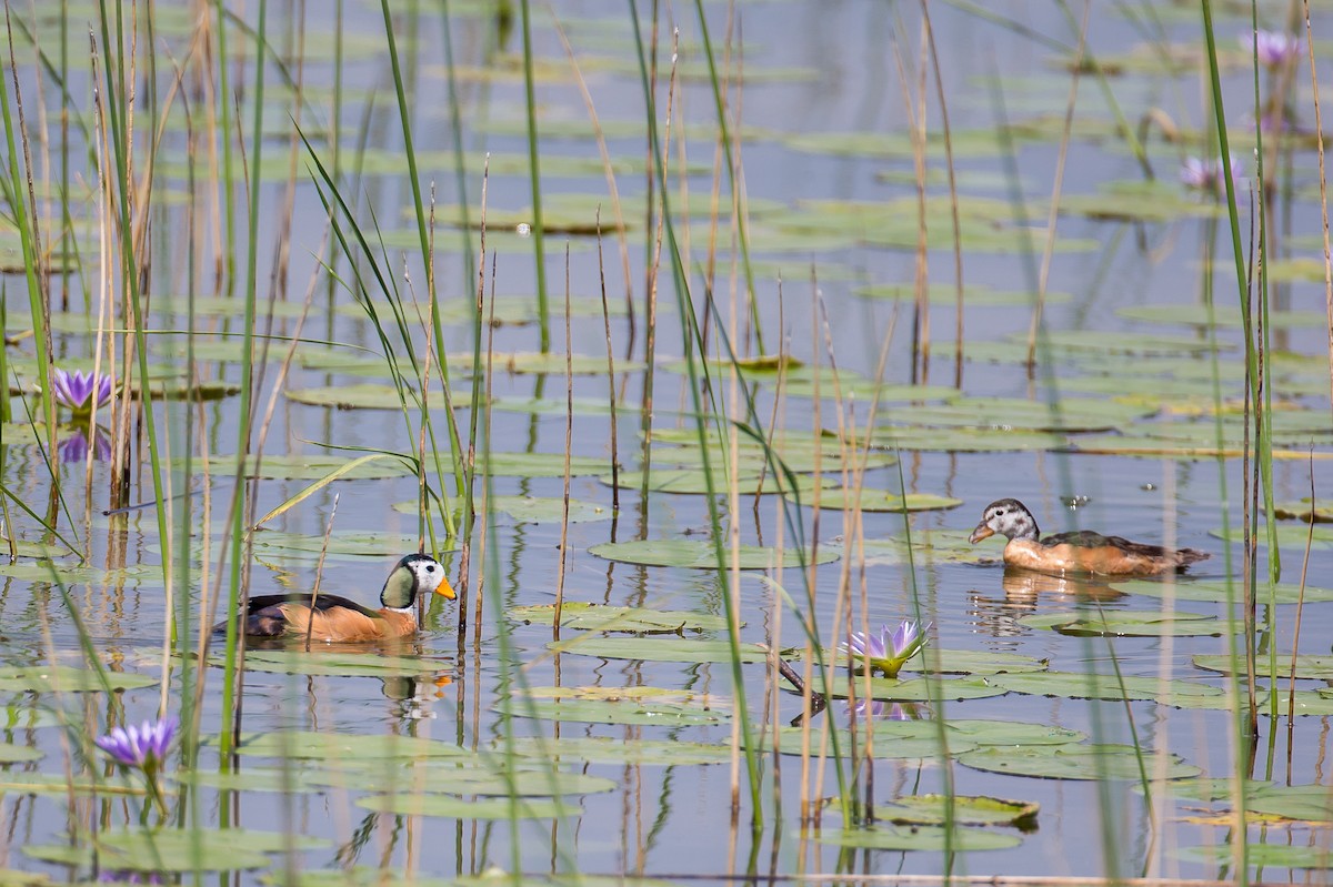 African Pygmy-Goose - ML616724764