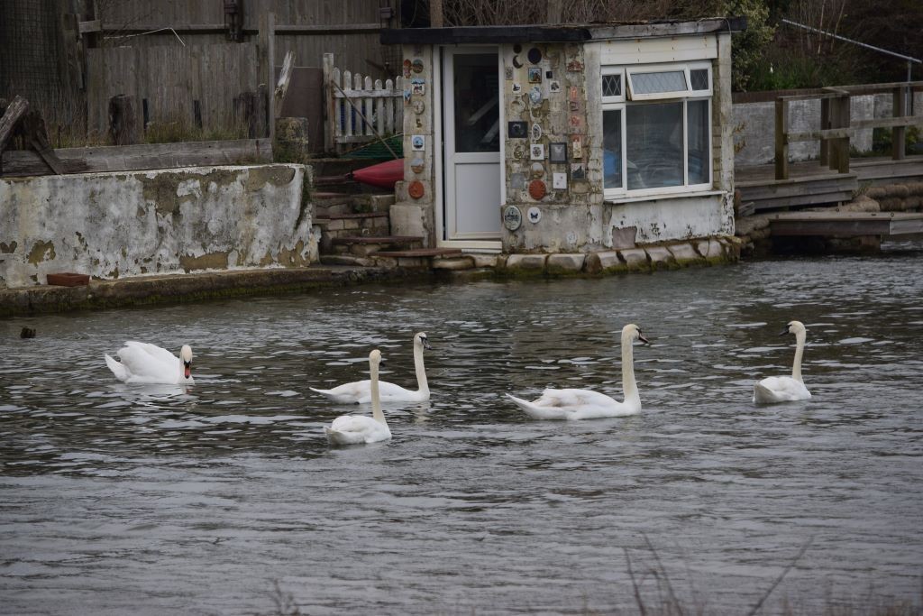 Mute Swan - ML616724769