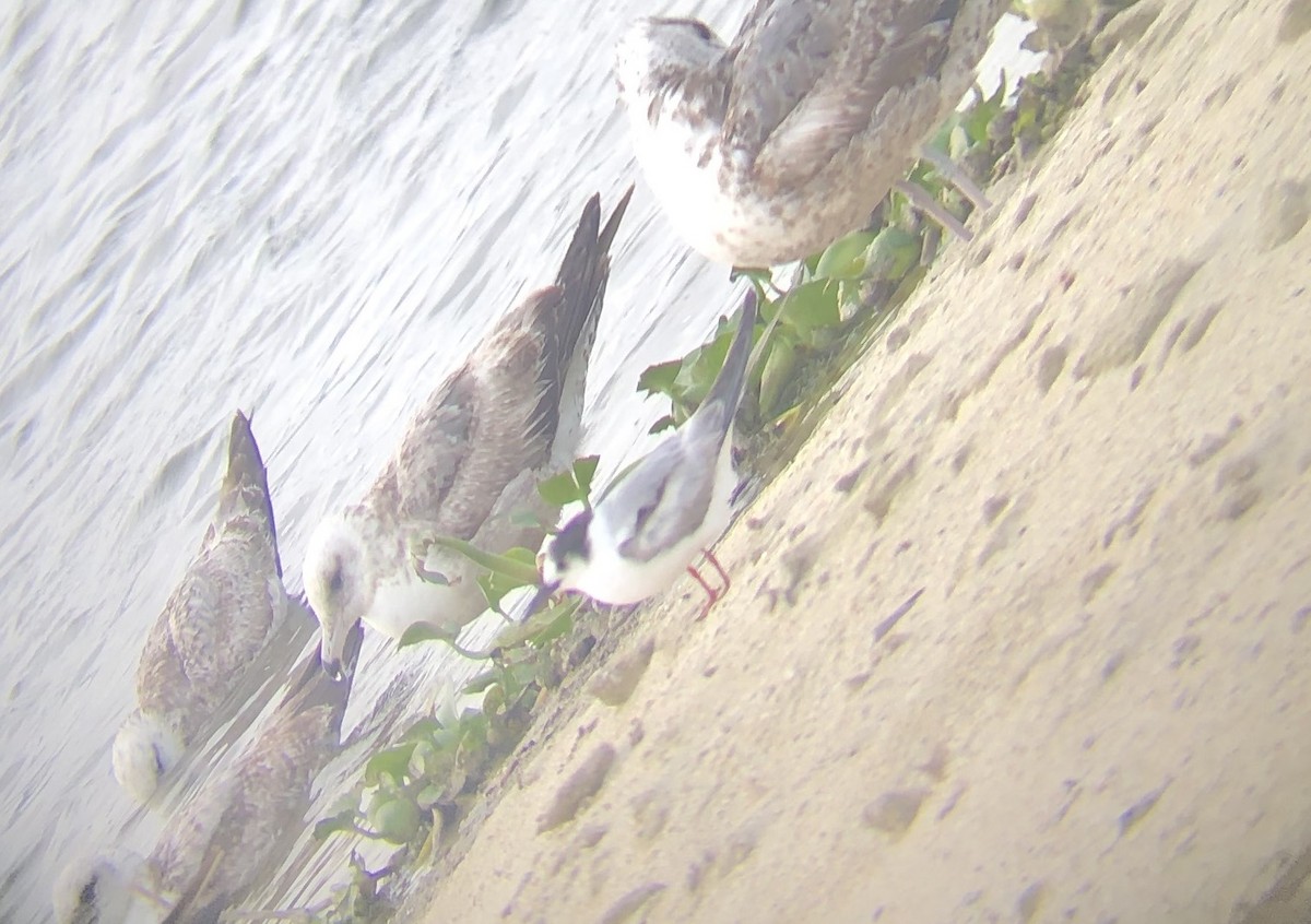 Common Tern - ML616724777