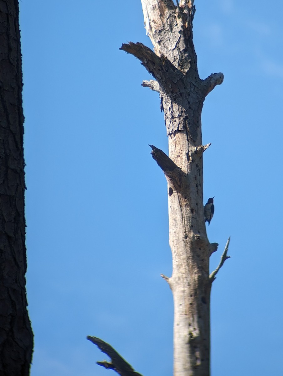 Red-headed Woodpecker - Carolyn Rubinfeld 🦆