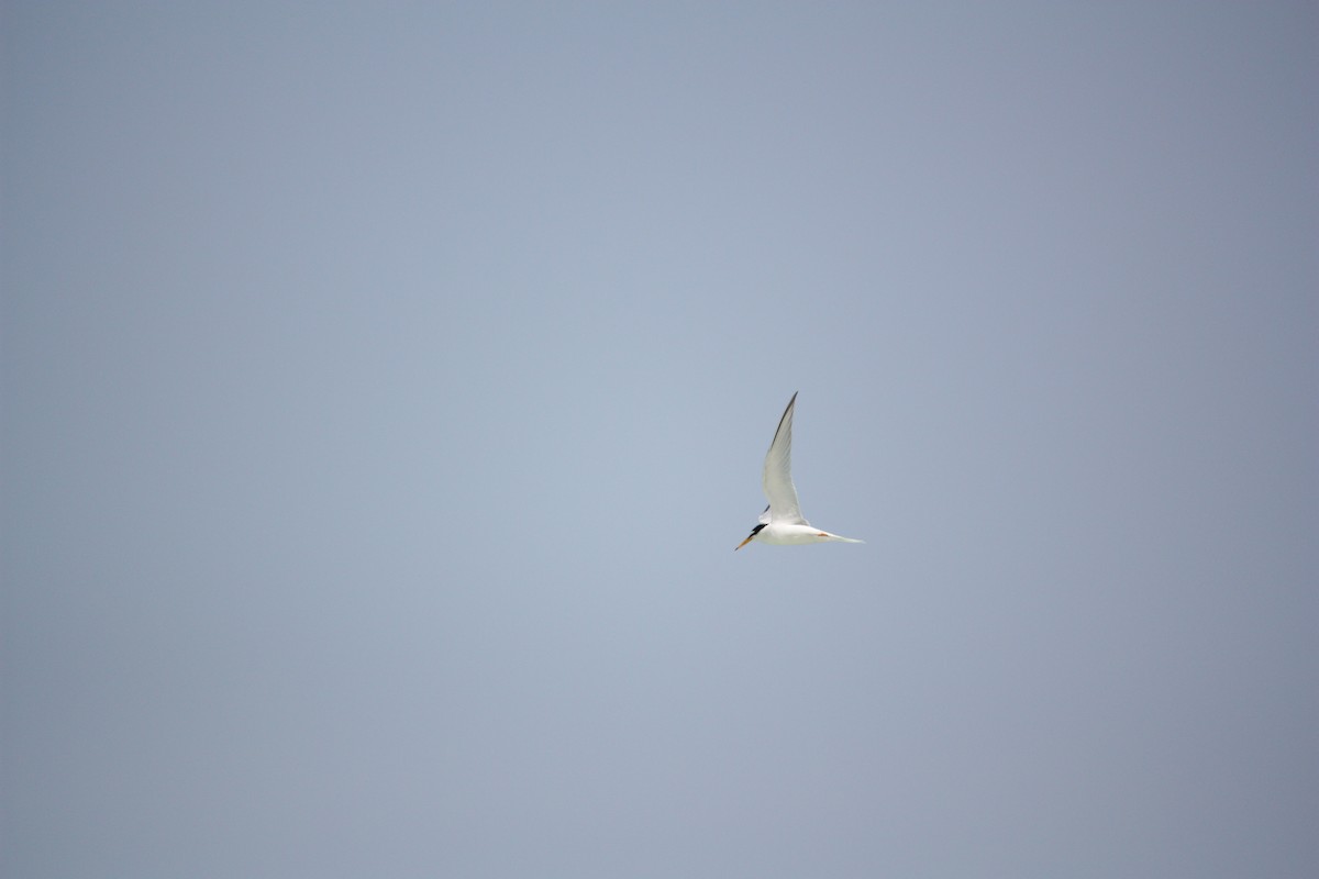 Little Tern - ML616724840