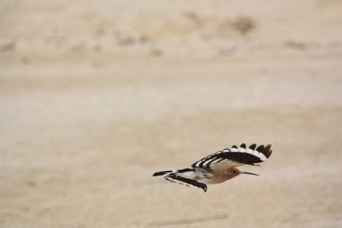 Eurasian Hoopoe - ML616724888