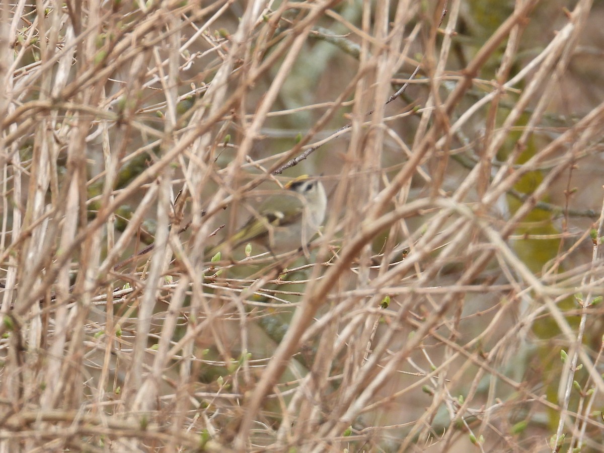 Roitelet à couronne dorée - ML616724889