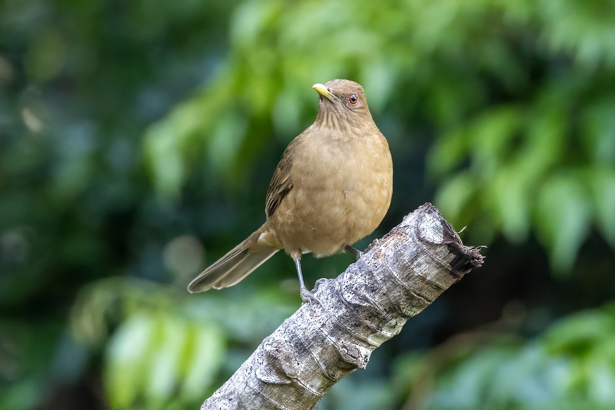 Clay-colored Thrush - ML616725059