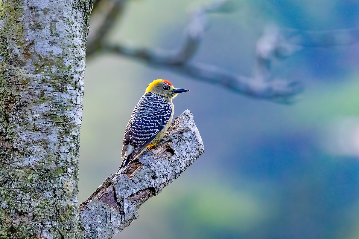 Hoffmann's Woodpecker - ML616725066