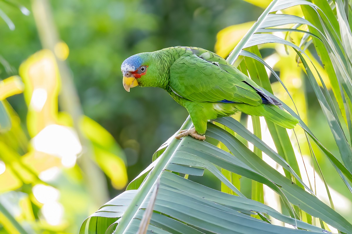 White-fronted Parrot - Chris S. Wood