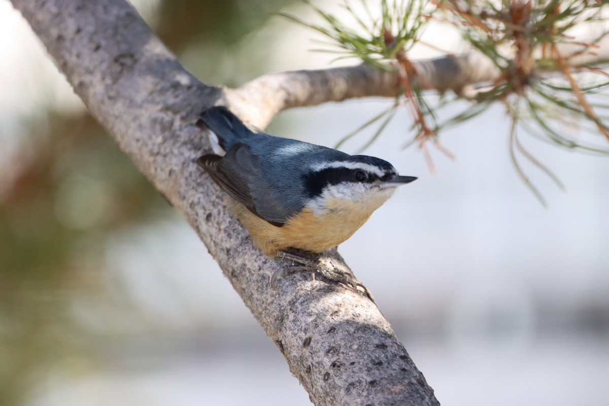 Red-breasted Nuthatch - ML616725091