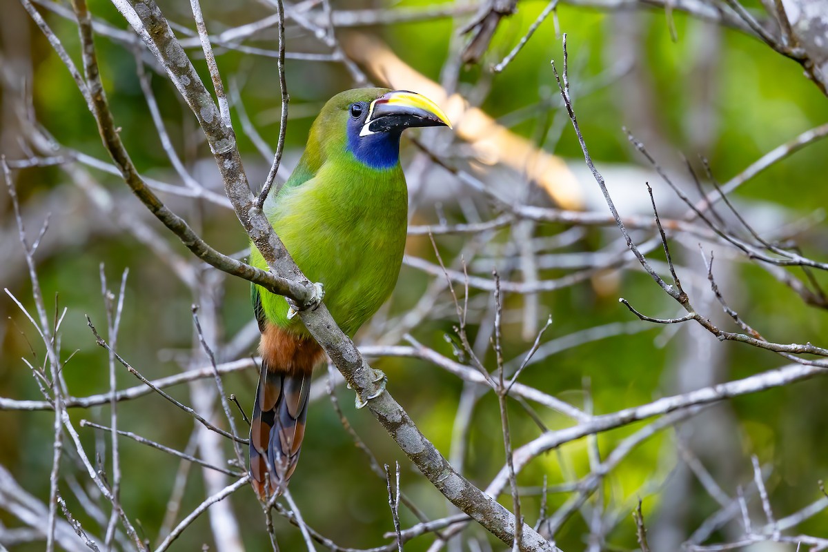 Northern Emerald-Toucanet - Chris S. Wood