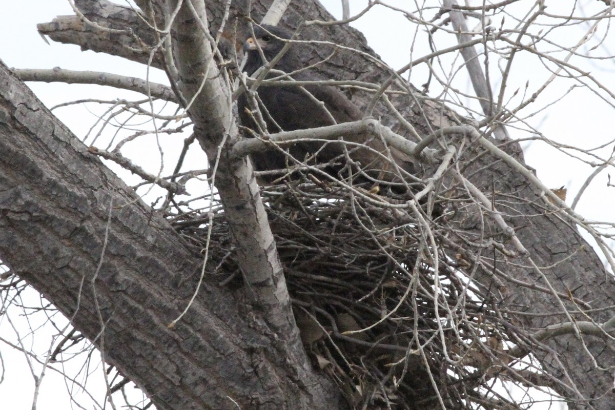 Common Black Hawk - Andrew Theus