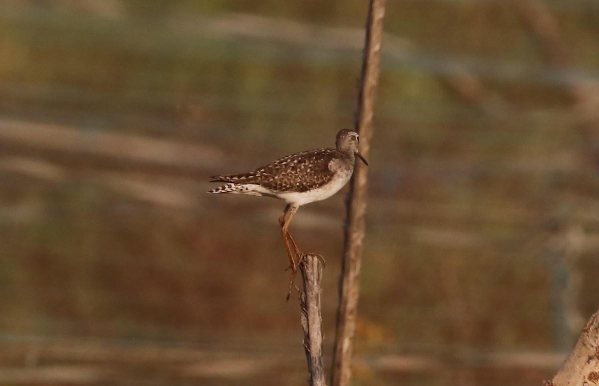 Wood Sandpiper - ML616725145