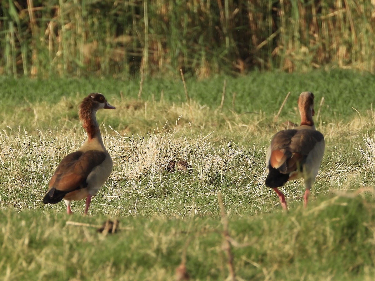 Egyptian Goose - ML616725167