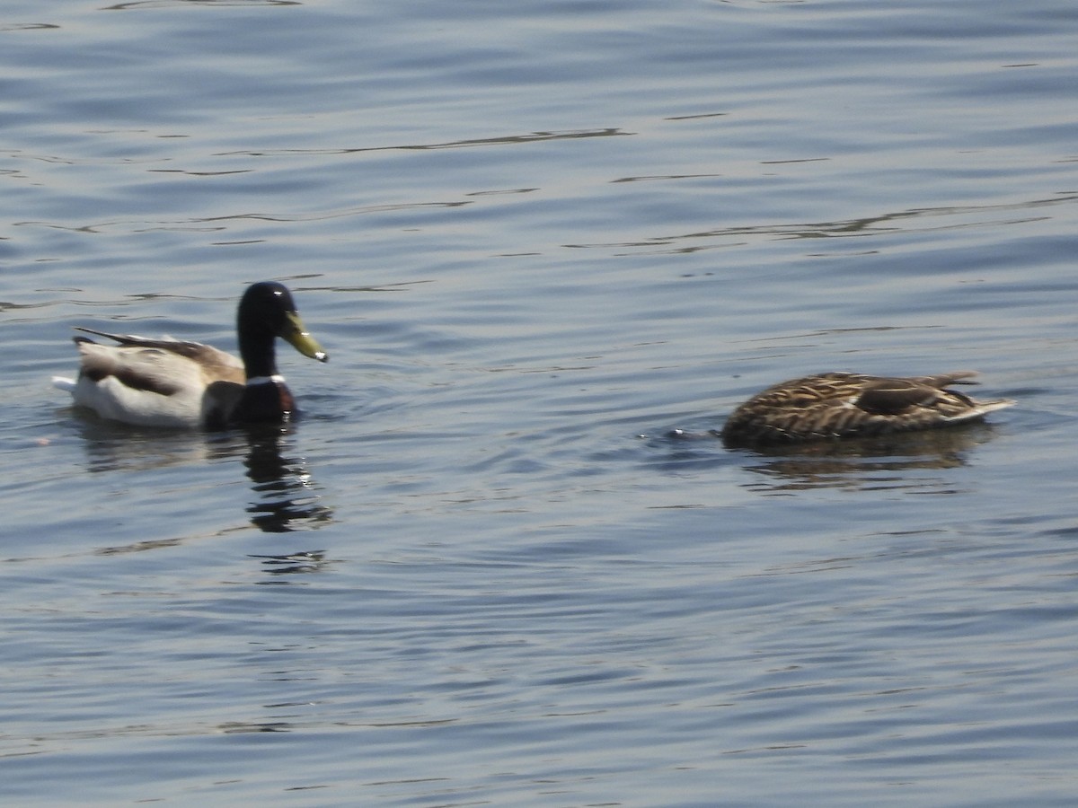 Mallard (Domestic type) - ML616725177