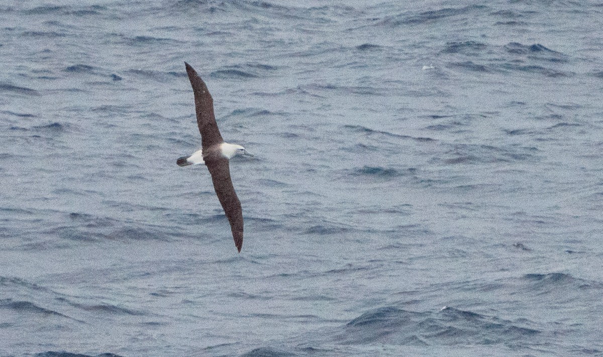 Albatros à cape blanche - ML616725184