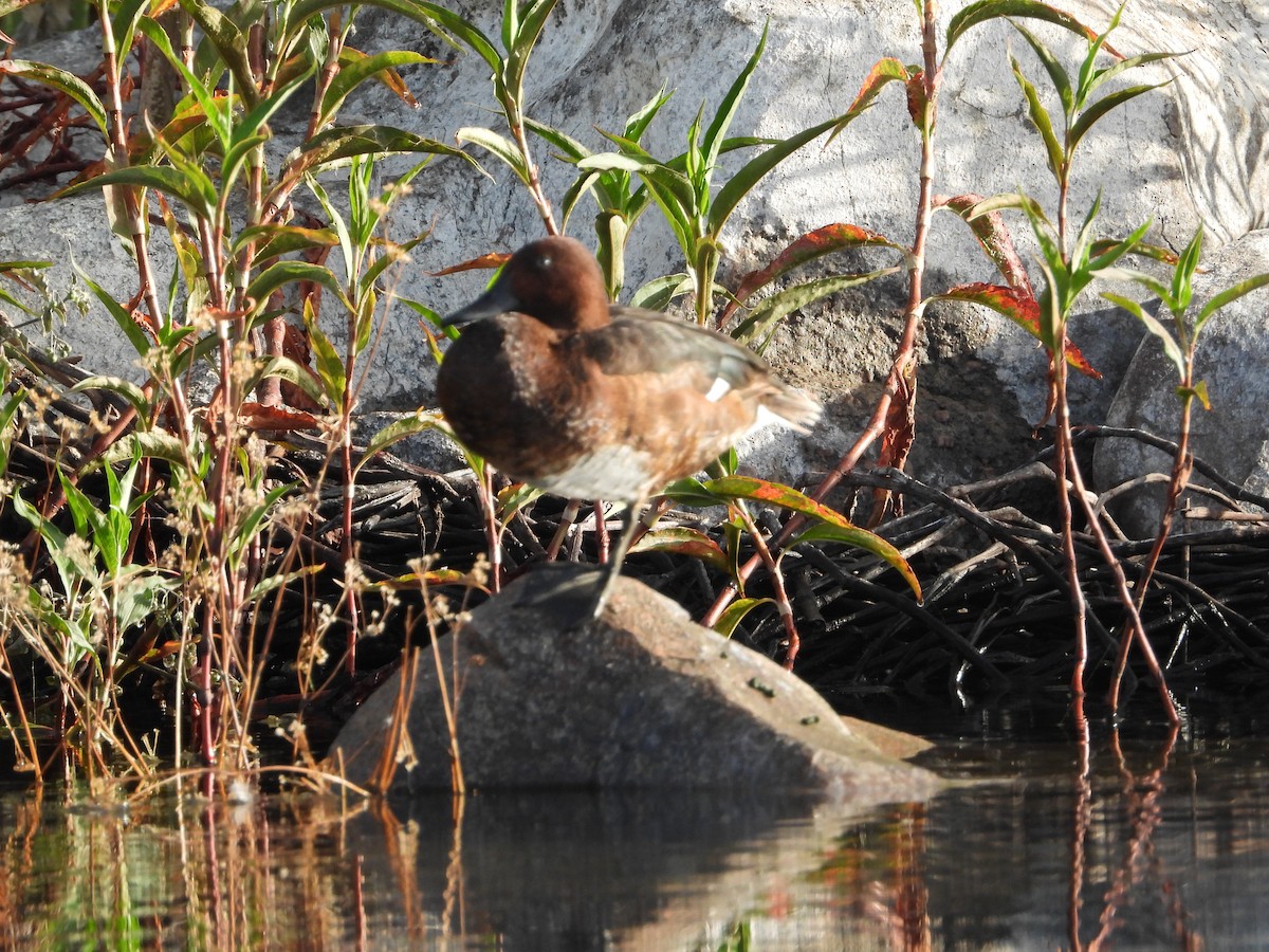 Ferruginous Duck - Brennan Stokkermans